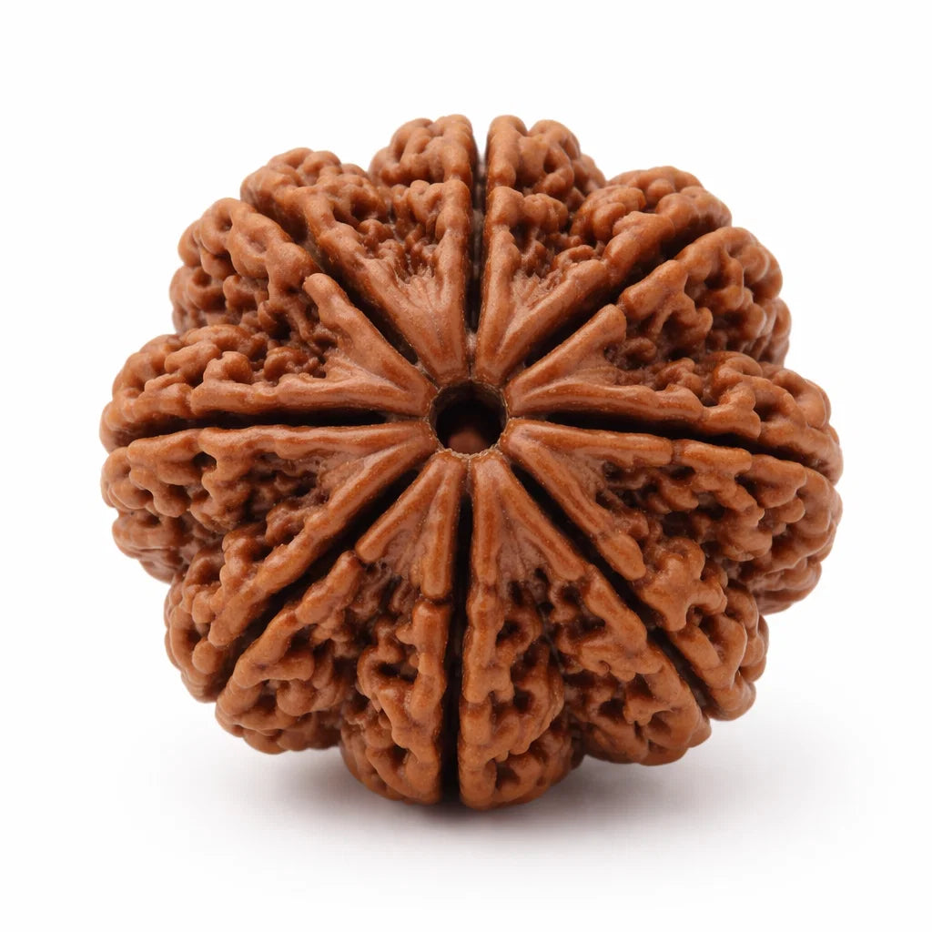 Verified 8 Mukhi Rudraksha – Vastu Remedy for Obstacle Removal & Ganesha Blessings | Ideal for Main Entrance Protection