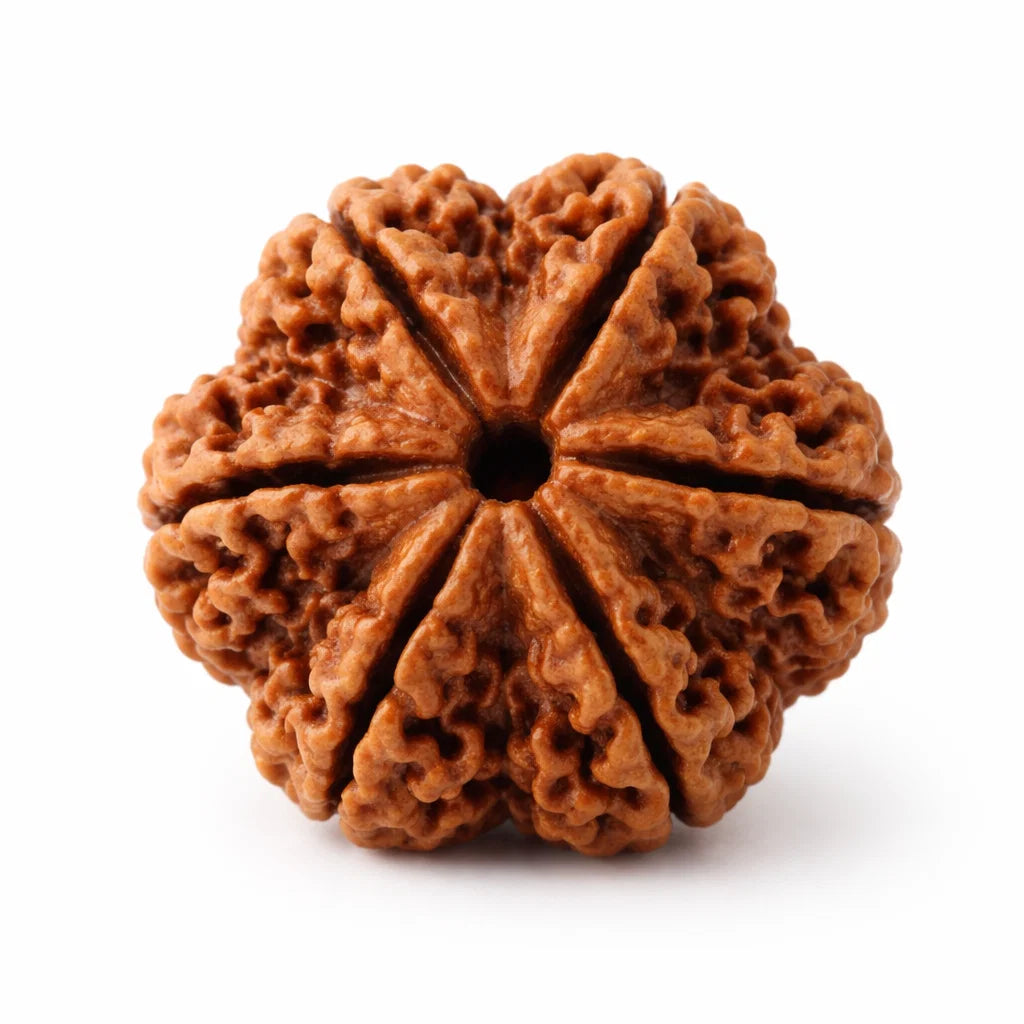 Original 6 Mukhi Rudraksha – Vastu Remedy for Career Success & Willpower Strength | Ideal for South-East Office Desks