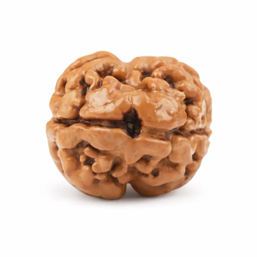 X-Ray Verified 2 Mukhi Rudraksha – Vastu Remedy for Marital Harmony & Relationship Unity | Ideal for South-West Couples Zones