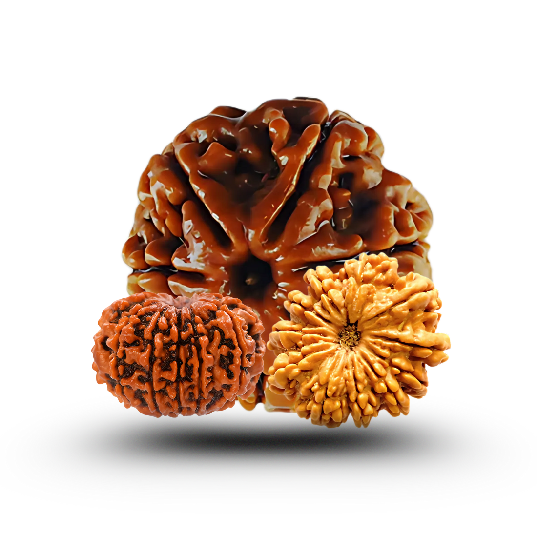 Rudraksha