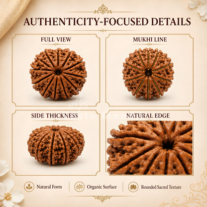 Lab Certified 10 Mukhi Rudraksha – Vastu Remedy for Evil Eye Protection & Peace | Ideal for Main Door & Vishnu Altars