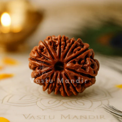 11 Mukhi Rudraksha bead on a decorative surface with 'Vastu Mandir' branding.