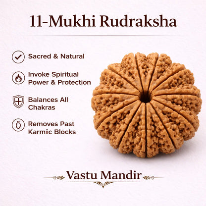 11-Mukhi Rudraksha with benefits on a white background