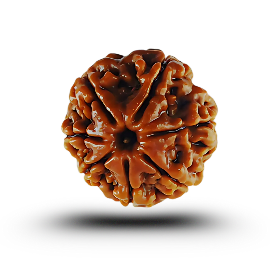 vastu mandir 7 mukhi rudraksha| sath mukhi natureal rudraksha for wearing| pure 7 mukhi rudraksha| sevem face rudraksha for vastu| natureal 7 faces in rudraksha