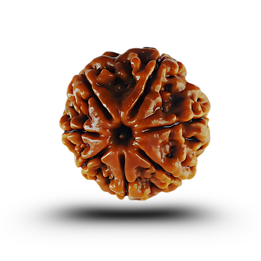vastu mandir 7 mukhi rudraksha| sath mukhi natureal rudraksha for wearing| pure 7 mukhi rudraksha| sevem face rudraksha for vastu| natureal 7 faces in rudraksha
