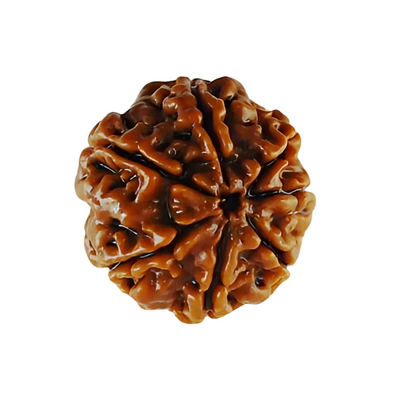vastu mandir 7 mukhi rudraksha| sath mukhi natureal rudraksha for wearing| pure 7 mukhi rudraksha| sevem face rudraksha for vastu| natureal 7 faces in rudraksha