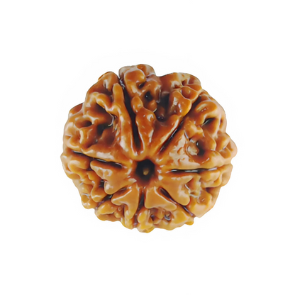 vastu mandir 7 mukhi rudraksha| sath mukhi natureal rudraksha for wearing| pure 7 mukhi rudraksha| sevem face rudraksha for vastu| natureal 7 faces in rudraksha