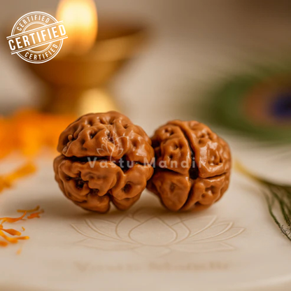 X-Ray Verified 2 Mukhi Rudraksha – Vastu Remedy for Marital Harmony & Relationship Unity | Ideal for South-West Couples Zones