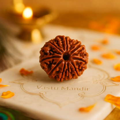 Brown rudraksha with 9 faces on a white surface with 'Vastu Mandir' text, surrounded by orange petals.