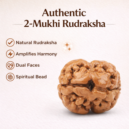 X-Ray Verified 2 Mukhi Rudraksha – Vastu Remedy for Marital Harmony & Relationship Unity | Ideal for South-West Couples Zones