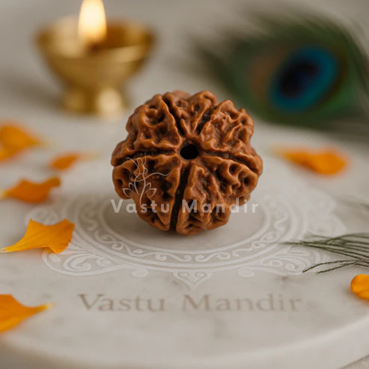 5 Mukhi Rudraksha – Natural Five Face Rudraksha Bead for Health, Peace & Spiritual Growth by Vastu Mandir
