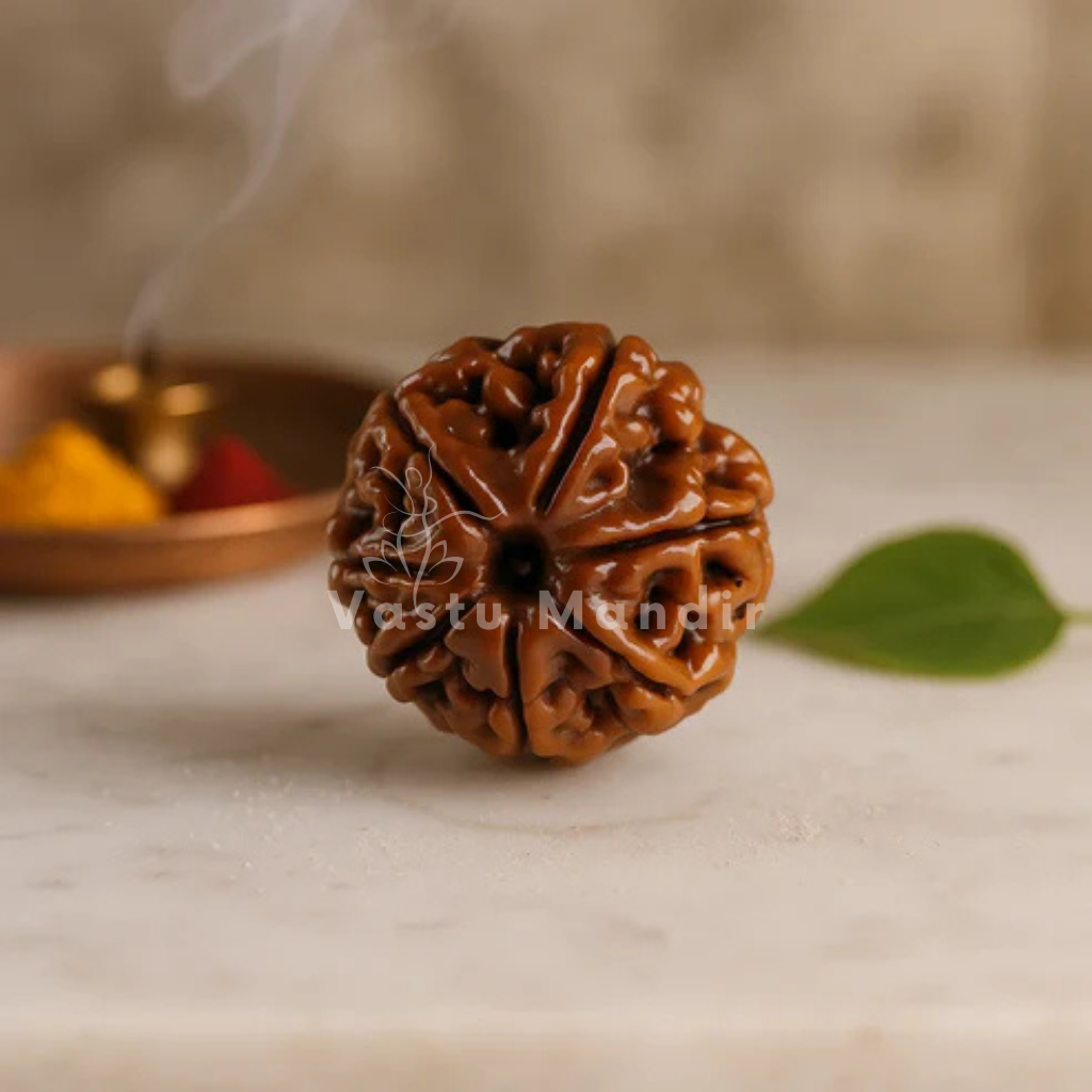 Natural 7 Mukhi Rudraksha (Seven Faces Rudraksha)