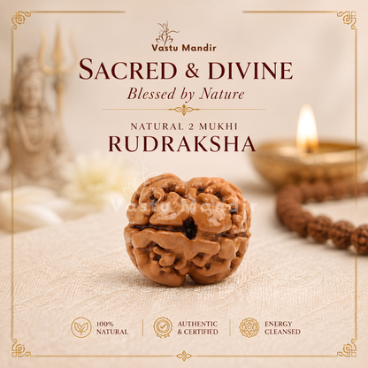 X-Ray Verified 2 Mukhi Rudraksha – Vastu Remedy for Marital Harmony & Relationship Unity | Ideal for South-West Couples Zones