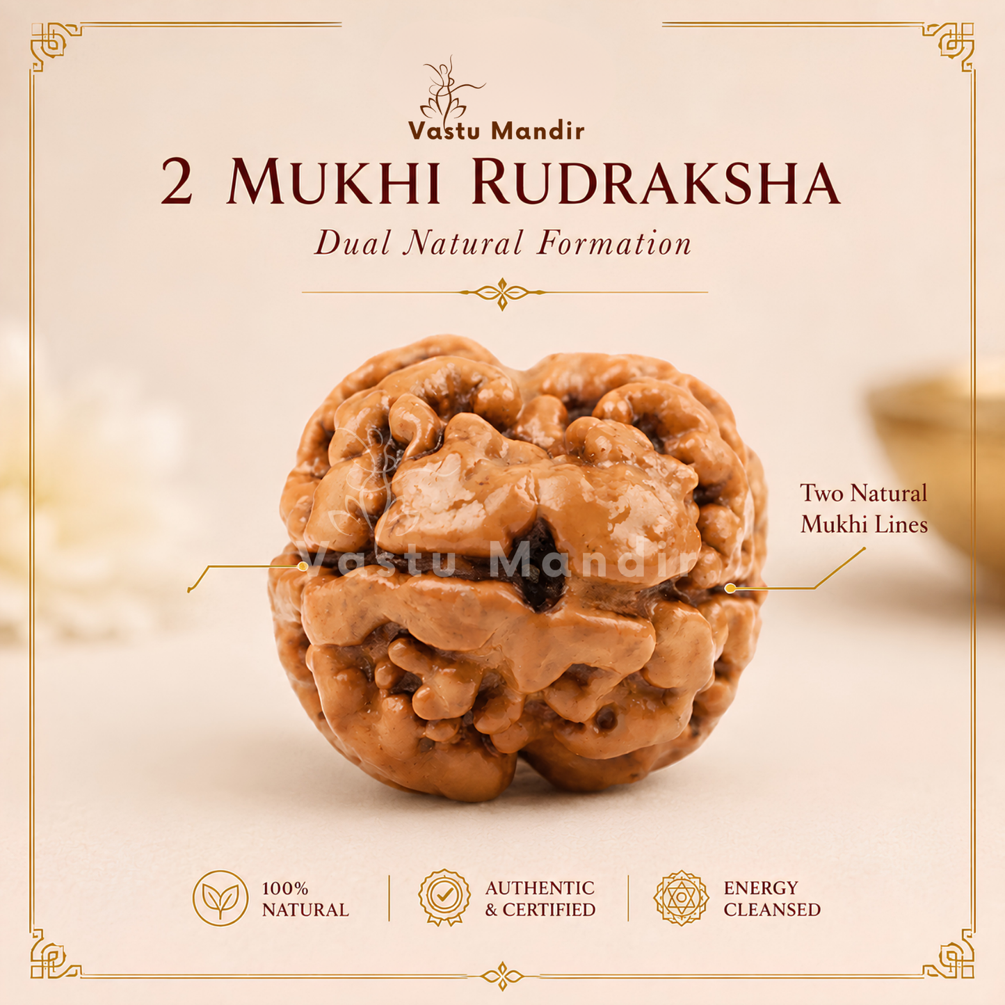 X-Ray Verified 2 Mukhi Rudraksha – Vastu Remedy for Marital Harmony & Relationship Unity | Ideal for South-West Couples Zones