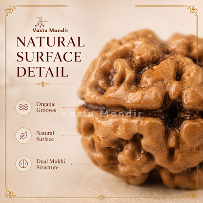 X-Ray Verified 2 Mukhi Rudraksha – Vastu Remedy for Marital Harmony & Relationship Unity | Ideal for South-West Couples Zones