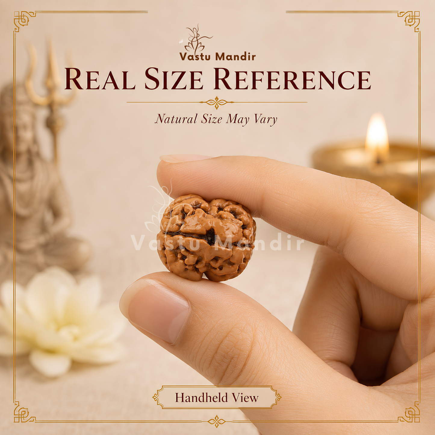 X-Ray Verified 2 Mukhi Rudraksha – Vastu Remedy for Marital Harmony & Relationship Unity | Ideal for South-West Couples Zones