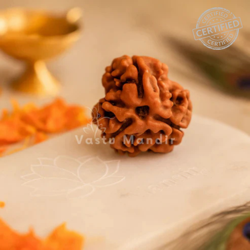Authentic 3 Mukhi Rudraksha – Vastu Remedy for Confidence Boost & Karma Cleansing | Ideal for South-East Fire Element Activation