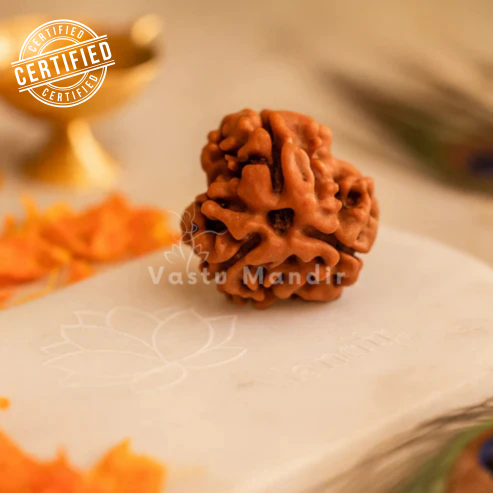 3 Mukhi Rudraksha – Certified Original Natural Three Face Rudraksha Bead for Confidence, Energy & Healing by Vastu Mandir