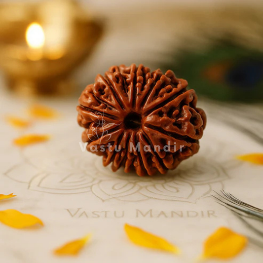 11 Mukhi Rudraksha – Original Eleven Face Rudraksha Bead for Strength, Wisdom & Spiritual Power by Vastu Mandir