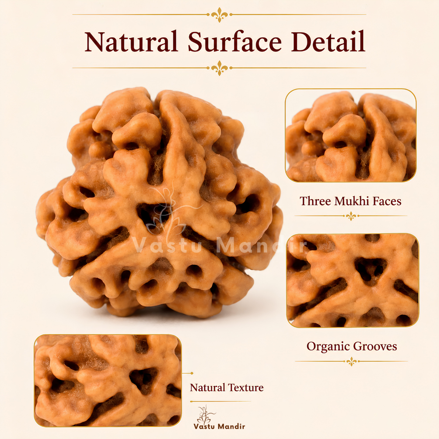 Authentic 3 Mukhi Rudraksha – Vastu Remedy for Confidence Boost & Karma Cleansing | Ideal for South-East Fire Element Activation