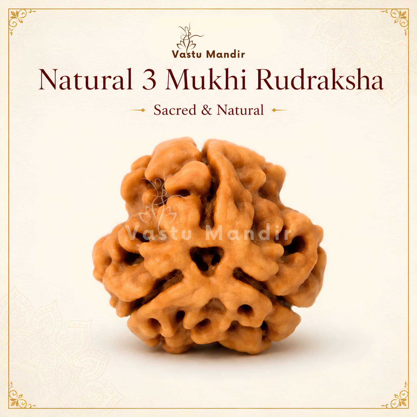 Authentic 3 Mukhi Rudraksha – Vastu Remedy for Confidence Boost & Karma Cleansing | Ideal for South-East Fire Element Activation