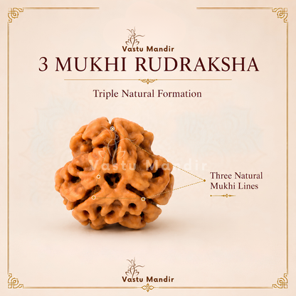 Authentic 3 Mukhi Rudraksha – Vastu Remedy for Confidence Boost & Karma Cleansing | Ideal for South-East Fire Element Activation