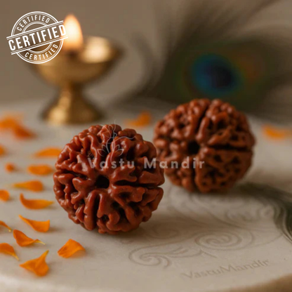 Lab Tested 4 Mukhi Rudraksha – Vastu Remedy for Knowledge, Creativity & Memory Power | Ideal for North-East Study Rooms