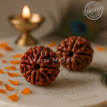 Lab Tested 4 Mukhi Rudraksha – Vastu Remedy for Knowledge, Creativity & Memory Power | Ideal for North-East Study Rooms