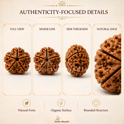 Nepali 5 Mukhi Rudraksha – Vastu Remedy for Health Protection & Jupiter Balance | Ideal for East Direction Healing