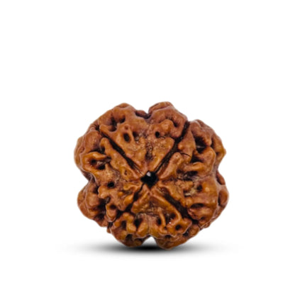 Lab Tested 4 Mukhi Rudraksha – Vastu Remedy for Knowledge, Creativity & Memory Power | Ideal for North-East Study Rooms