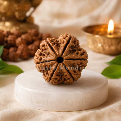 Original 6 Mukhi Rudraksha – Vastu Remedy for Career Success & Willpower Strength | Ideal for South-East Office Desks