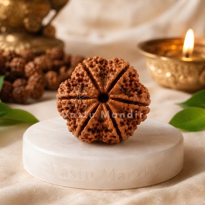 Original 6 Mukhi Rudraksha – Vastu Remedy for Career Success & Willpower Strength | Ideal for South-East Office Desks