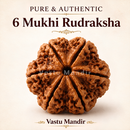 Original 6 Mukhi Rudraksha – Vastu Remedy for Career Success & Willpower Strength | Ideal for South-East Office Desks