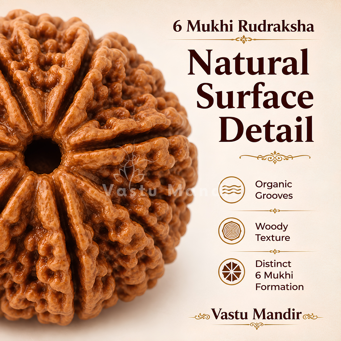Original 6 Mukhi Rudraksha – Vastu Remedy for Career Success & Willpower Strength | Ideal for South-East Office Desks