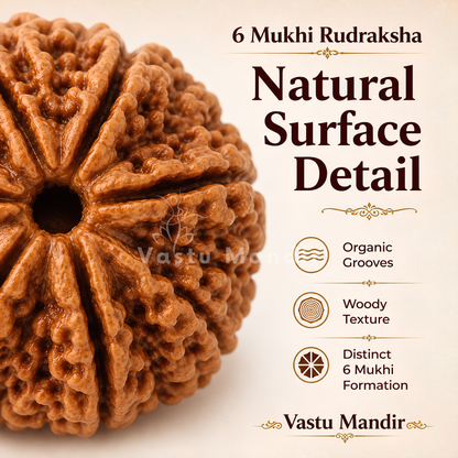 Original 6 Mukhi Rudraksha – Vastu Remedy for Career Success & Willpower Strength | Ideal for South-East Office Desks