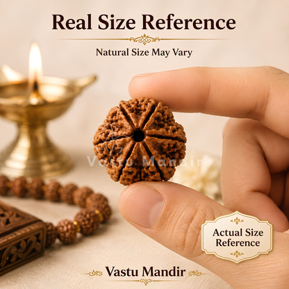 Original 6 Mukhi Rudraksha – Vastu Remedy for Career Success & Willpower Strength | Ideal for South-East Office Desks