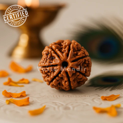 Original 6 Mukhi Rudraksha – Vastu Remedy for Career Success & Willpower Strength | Ideal for South-East Office Desks
