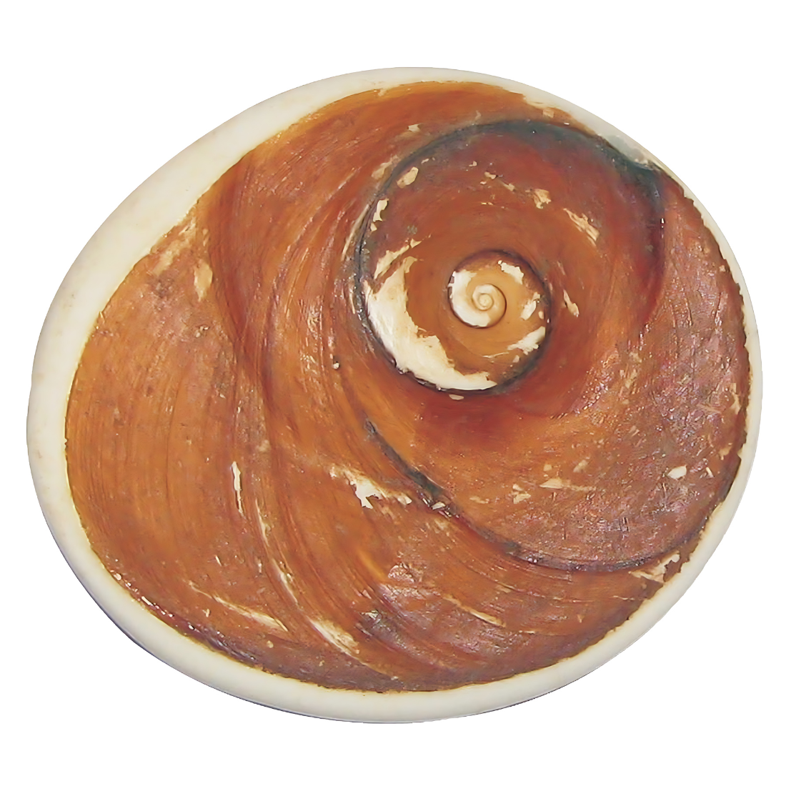  Gomati Chakra, gemstone, vastu stone, real gemstones, vastu mandir gomti chakra, vastu beefits, gomti stone for ring or Jewelry, vastu positive crystal stones, vastu mandir, raja gomti chakra stone