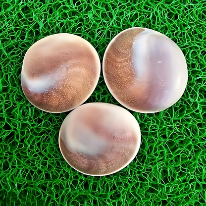  Gomati Chakra, gemstone, vastu stone, real gemstones, vastu mandir gomti chakra, vastu beefits, gomti stone for ring or Jewelry, vastu positive crystal stones, vastu mandir, raja gomti chakra stone