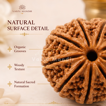 Certified 9 Mukhi Rudraksha – Vastu Remedy for Power, Courage & Durga Protection | Ideal for South Direction Strength