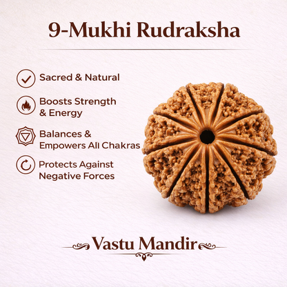 9-Mukhi Rudraksha with benefits on a white background