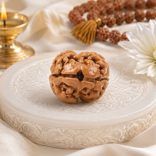 X-Ray Verified 2 Mukhi Rudraksha – Vastu Remedy for Marital Harmony & Relationship Unity | Ideal for South-West Couples Zones