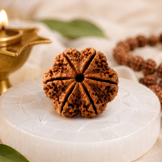 Original 6 Mukhi Rudraksha – Vastu Remedy for Career Success & Willpower Strength | Ideal for South-East Office Desks