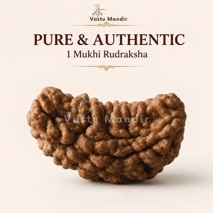 Certified 1 Mukhi Half Moon Rudraksha – Vastu Remedy for Leadership & Spiritual Enlightenment | Ideal for Crown Chakra & Top Floor Altars
