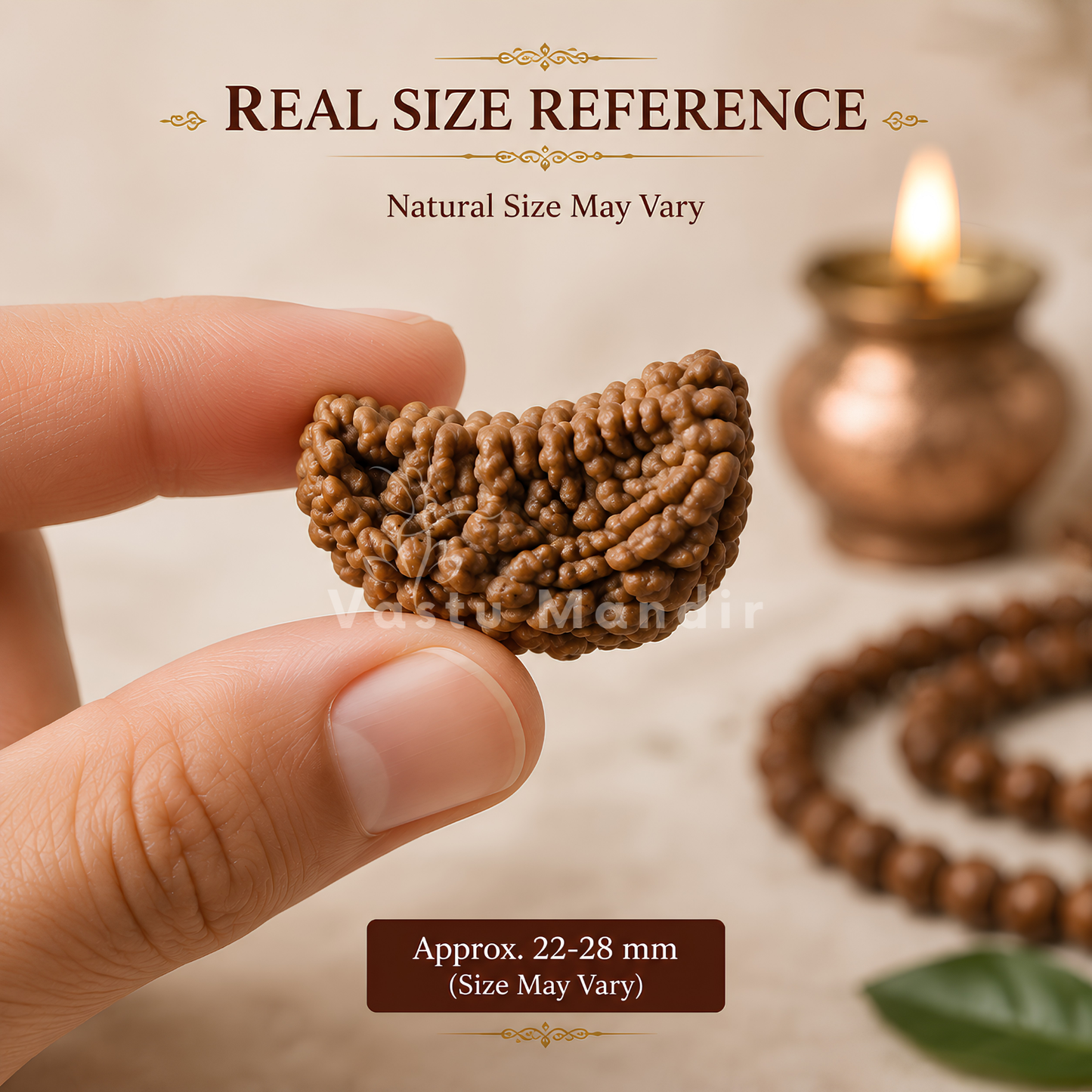 Certified 1 Mukhi Half Moon Rudraksha – Vastu Remedy for Leadership & Spiritual Enlightenment | Ideal for Crown Chakra & Top Floor Altars