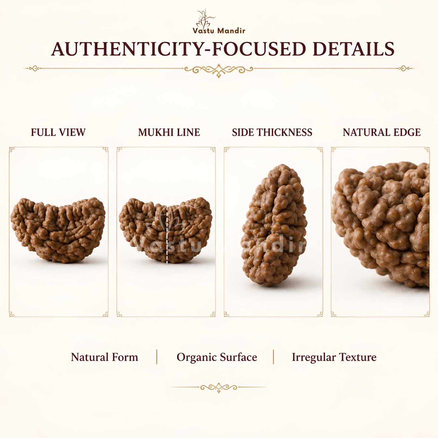 Certified 1 Mukhi Half Moon Rudraksha – Vastu Remedy for Leadership & Spiritual Enlightenment | Ideal for Crown Chakra & Top Floor Altars