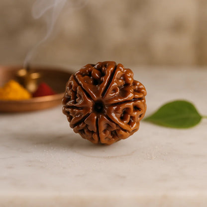 Natural 7 Mukhi Rudraksha (Seven Faces Rudraksha)
