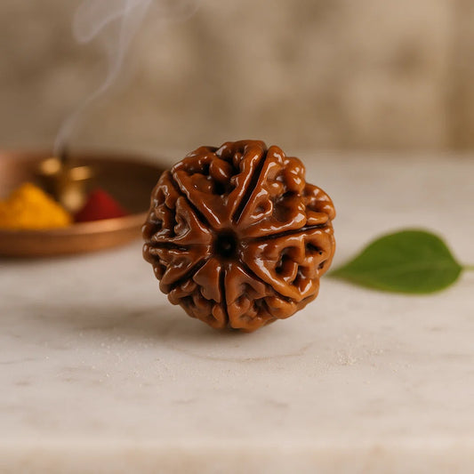 Natural 7 Mukhi Rudraksha (Seven Faces Rudraksha)