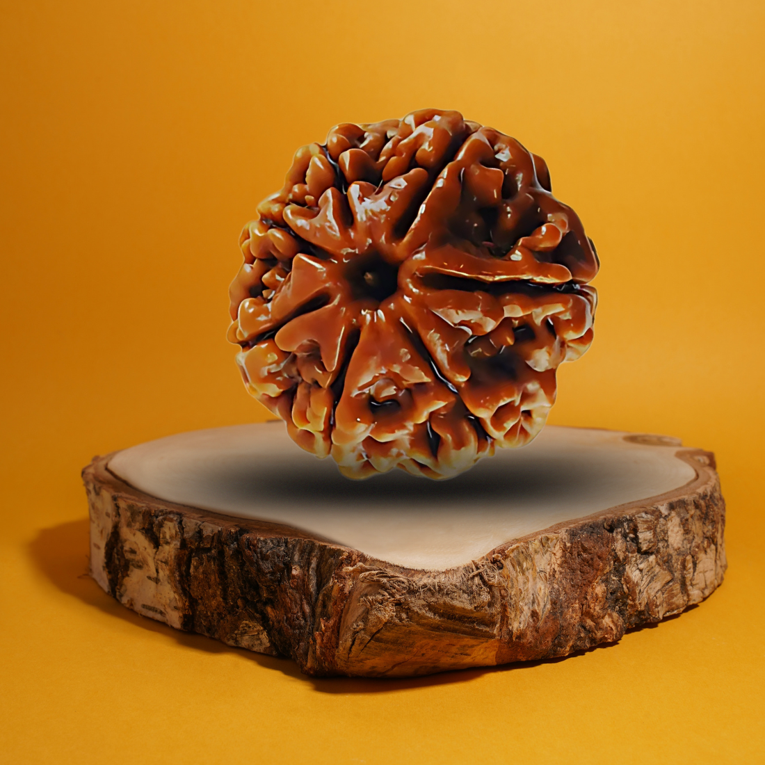 vastu mandir 7 mukhi rudraksha| sath mukhi natureal rudraksha for wearing| pure 7 mukhi rudraksha| sevem face rudraksha for vastu| natureal 7 faces in rudraksha