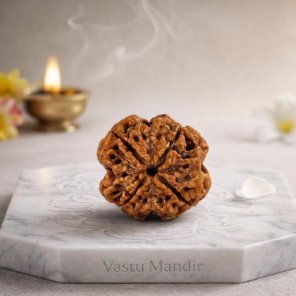Lab Tested 4 Mukhi Rudraksha – Vastu Remedy for Knowledge, Creativity & Memory Power | Ideal for North-East Study Rooms